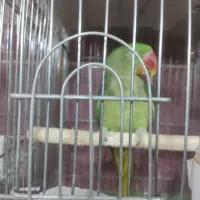 شاه طوطی ماده