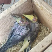 جوجه عروس هلندی سرلاکی و نرم خور