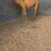 فروش کره شتر 2سال