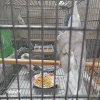 عروس هلندی|پرنده|قم, شهرک امام حسن|دیوار