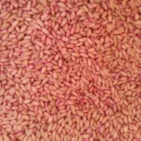 فروش گندم بذری و نخود بذری و خریدار کود سفید