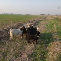 فروش بز ابستن|حیوانات مزرعه|شوش, |دیوار