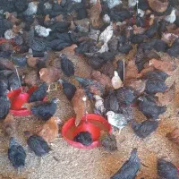 جوجه مرغ جهادی ۳ماهه