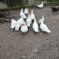 اردک اسرائیلی ماده