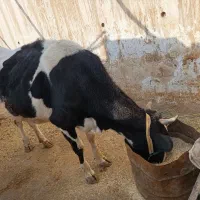 گاو هلشتاین آبستن