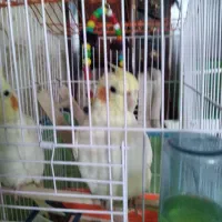 شاه تخم عروس هلندی