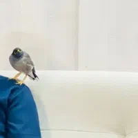 فروش مرغ مینا|پرنده|شیراز, تلخ داش|دیوار