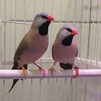فنچ کرواتی