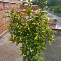 فروش شمشاد طلایی یوکا وشمشاد سبز برگ ریز|گل و گیاه طبیعی|نشتارود, |دیوار