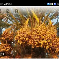 خوشه بری حوشه درخت خرما را با قیمت مناسب