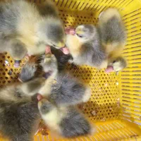 جوجه غاز محلی|حیوانات مزرعه|قائمشهر, |دیوار