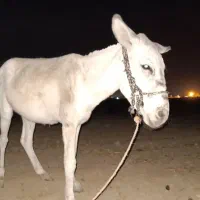 خر نر اصلی گله ایی آروم