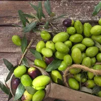 تولید نهال زیتون خوشه ای