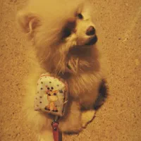 سگ پامر خرسی|سگ|شیراز, سفیرشمالی|دیوار