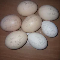 جوجه و تخم نطفه دار|حیوانات مزرعه|قزوین, |دیوار