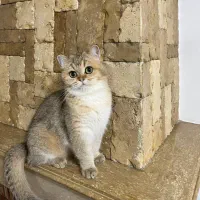 بریتیش گلد ماده عقیم