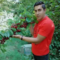 نهال فروشی جعفری