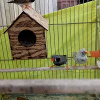 فنچ کاکولی|پرنده|ری, دولتآباد|دیوار