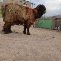 قوچ دورون ترکی روزگاری نژاددار