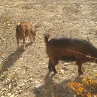 قیمت ۱۹۰۰۰۰۰۰۰۰