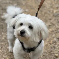 واگذاری بلفی