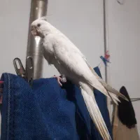 جوجه عروس هلندی آلبینو|پرنده|بروجرد, |دیوار