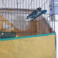 سلام یک جفت طوطی برزیلی ۲عد