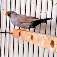 فنچ شارکول خالص ماده تن نرفته