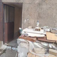 کفترسرور وتهرانی