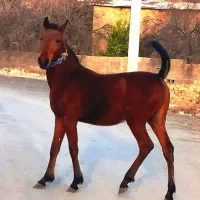 فروش چند راس اسب