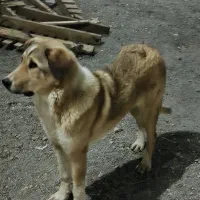 سگ پژدر