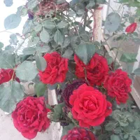 هرس درخت وگُل کاری وخرید چوب...|خدمات باغبانی و درختکاری|فردیس, شهرک ناز|دیوار