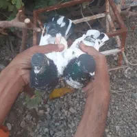 کبوتربه شرط پرش.معامله ای.۱میلیون