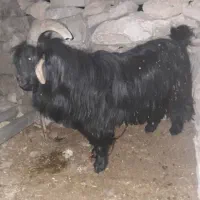 فروشی بعده تخمی