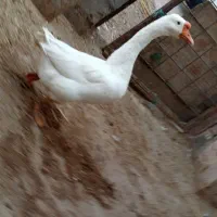 قوغاز سفید|حیوانات مزرعه|باوی, |دیوار