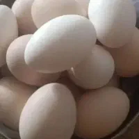 تخم مرغ عربی به شرط نطفه دار و تازه و مولد قلم سبز