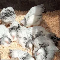 تخم،جوجه برهما لایت اصیل|حیوانات مزرعه|رشت, جانبازان|دیوار