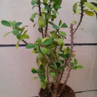 گل و گلدون با رشد عا لی|گل و گیاه طبیعی|قزوین, |دیوار