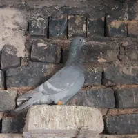 کفتر پلاکی|پرنده|صدرا-فارس, فاز ۱|دیوار