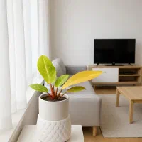 گل فیلودندرون پرتقالی گلدان ۱۷ ارسال رایگان + هدیه|گل و گیاه طبیعی|مشهد, خرم آباد|دیوار