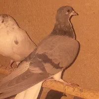 کفتر|پرنده|اصفهان, باتون|دیوار