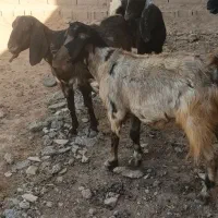 ۵عدد بز جوان  شیری|حیوانات مزرعه|تبریز, |دیوار