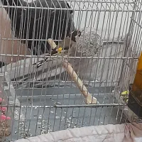 سهره|پرنده|تهران, میدان میوه و ترهبار مرکزی|دیوار