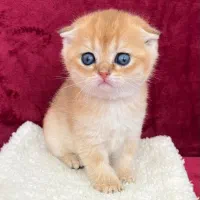 اسکاتیش های فولد گلد|گربه|شیراز, فرهنگ شهر|دیوار