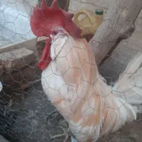مرغ تخم کن و خروس سفید