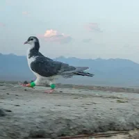 کبوتر هوایی|پرنده|کاشمر, |دیوار