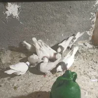 سلام ۹تا کفتر ۸تا طوقی