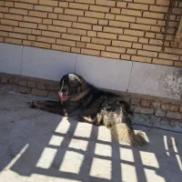 سگ سرابی ذات قدیم