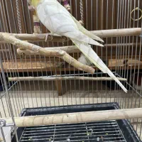 عروس هلندی ماده لوتینو آماده جفت
