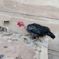 مرغ و خروس محلی|حیوانات مزرعه|اسکو, |دیوار